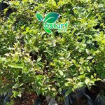 Anggur pohon brazil sabara 1