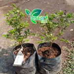 Anggur pohon brazil sabara