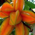 Belimbing Madu