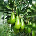 Bibit Alpukat Pluwang