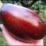Bibit Alpukat Red Vietnam