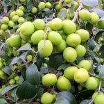 Bibit Apel Futsa atau india