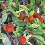 Bibit Buah Mentega