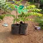 Bibit Cerme