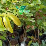 Bibit Kelengkeng Mata Lada