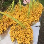 Bibit Kurma Barhee
