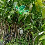 Bibit Mangga Alpukat