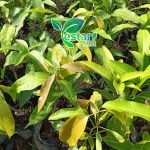 Bibit Mangga Chokanan 1