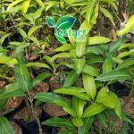 Bibit Mangga Garifta Merah 1