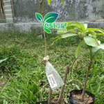 Bibit Mangga Garifta Merah