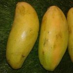 Bibit Mangga Golek