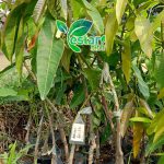 Bibit Mangga Golek