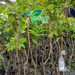 Bibit Rambutan Binjai