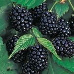 Bibit black bery