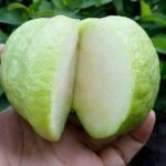Bibit jambu Kristal