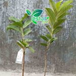 Bibit jambu Kristal Merah