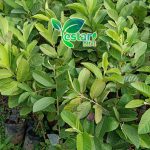 Bibit jambu kristal merah 1