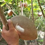 Bibit pan sawo pan mexico