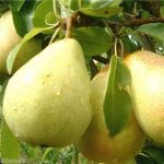 Bibit-tanaman-pir-kuning