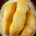Bibit_Durian_Bawor