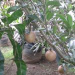 Bibit_Tanaman_Buah_Sawo_Jumbo_Pan_Mexico_Jumbo