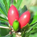 Buah-Ajaib-Miracle-Fruit 1