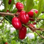 Buah-Ajaib-Miracle-Fruit