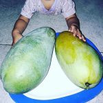 Buah-Mangga-Kiojay