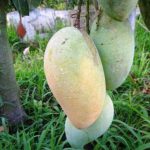 Buah-Mangga-Kiojay 2