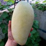 Buah-Mangga-Kiojay 3