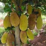 Buah Nangka Madu 1