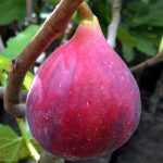 Buah Tin Israel
