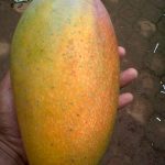 Buah-mangga-kiojay 1