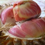 Durian Pelangi