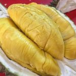 Durian montong