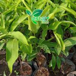 Jambu Air Cincalo 1