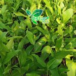 Jambu Air Citra (2)