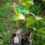 Jambu Air Dalhari (2)