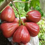 Jambu Air Dalhari