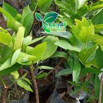 Jambu Air Kusuma Merah 1