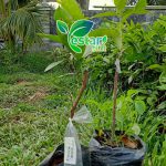 Jambu Air Kusuma merah