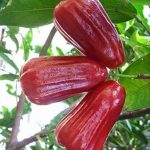 Jambu Air Kusuma merah
