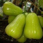 Jambu Air Madu Deli Hijau