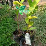 Jambu Air Madu Deli Hijau