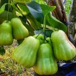 Jambu Air super green TSG