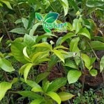 Jambu Jamaika 1