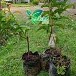 Jambu Jamaika