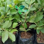 Jambu Kristal Cangkok 1