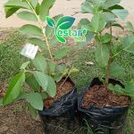 Jambu Kristal cangkok