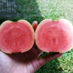 Jambu Sukun Merah